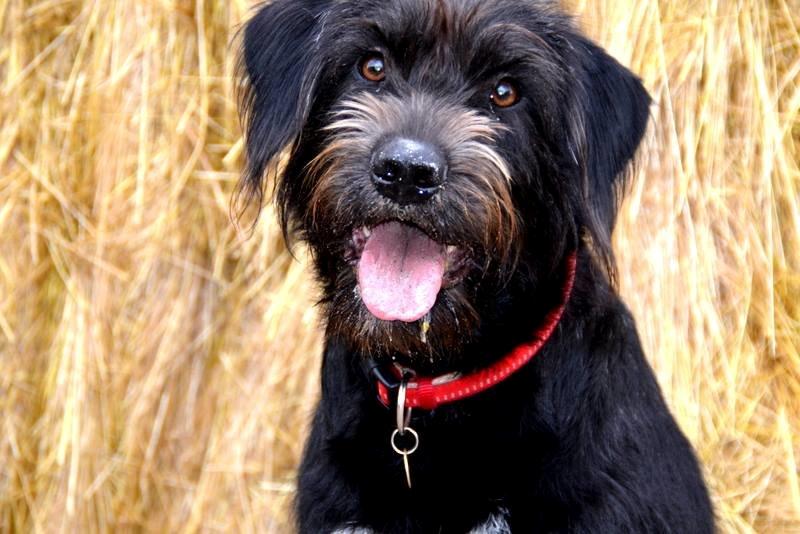 Blanding af racer Nikkie billede 1