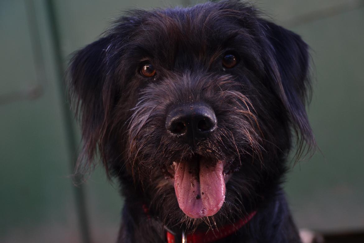 Blanding af racer Nikkie billede 2