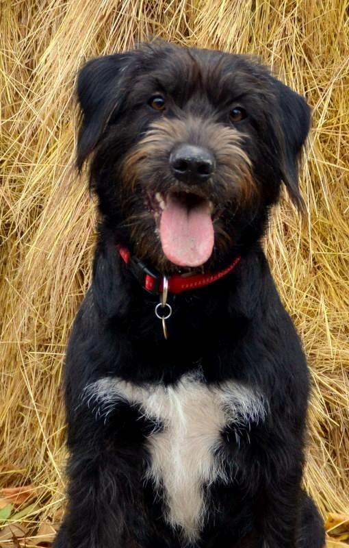 Blanding af racer Nikkie billede 3