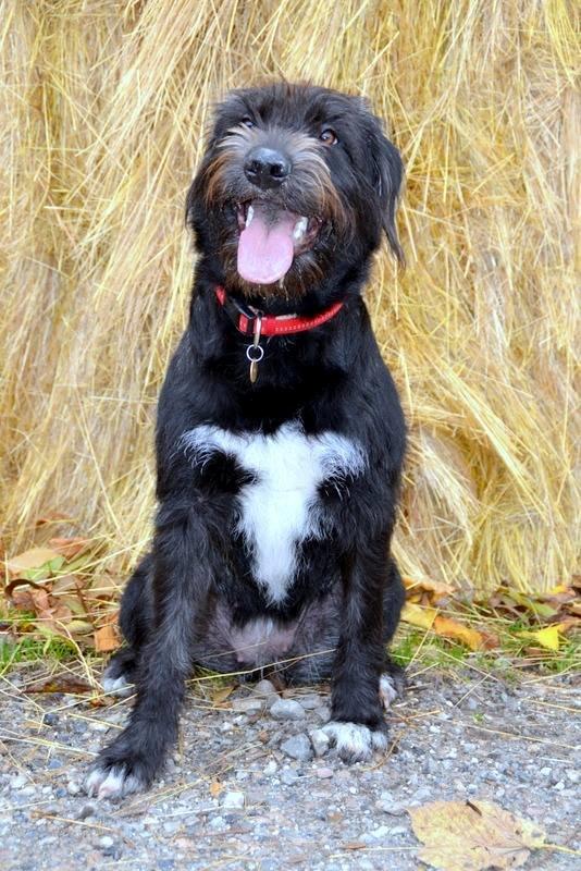 Blanding af racer Nikkie billede 4