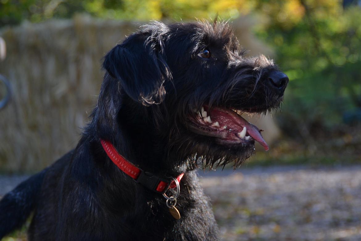 Blanding af racer Nikkie billede 5