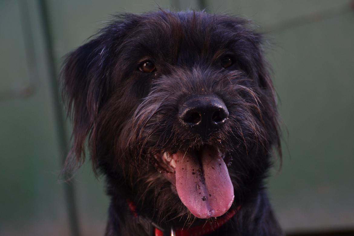 Blanding af racer Nikkie billede 6