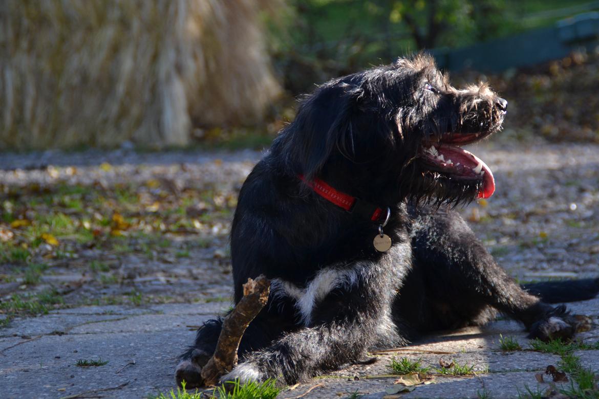 Blanding af racer Nikkie billede 7