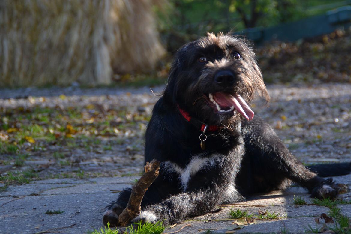 Blanding af racer Nikkie billede 8