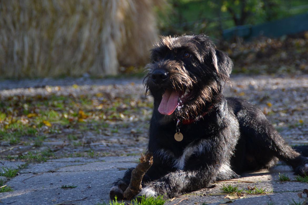 Blanding af racer Nikkie billede 9