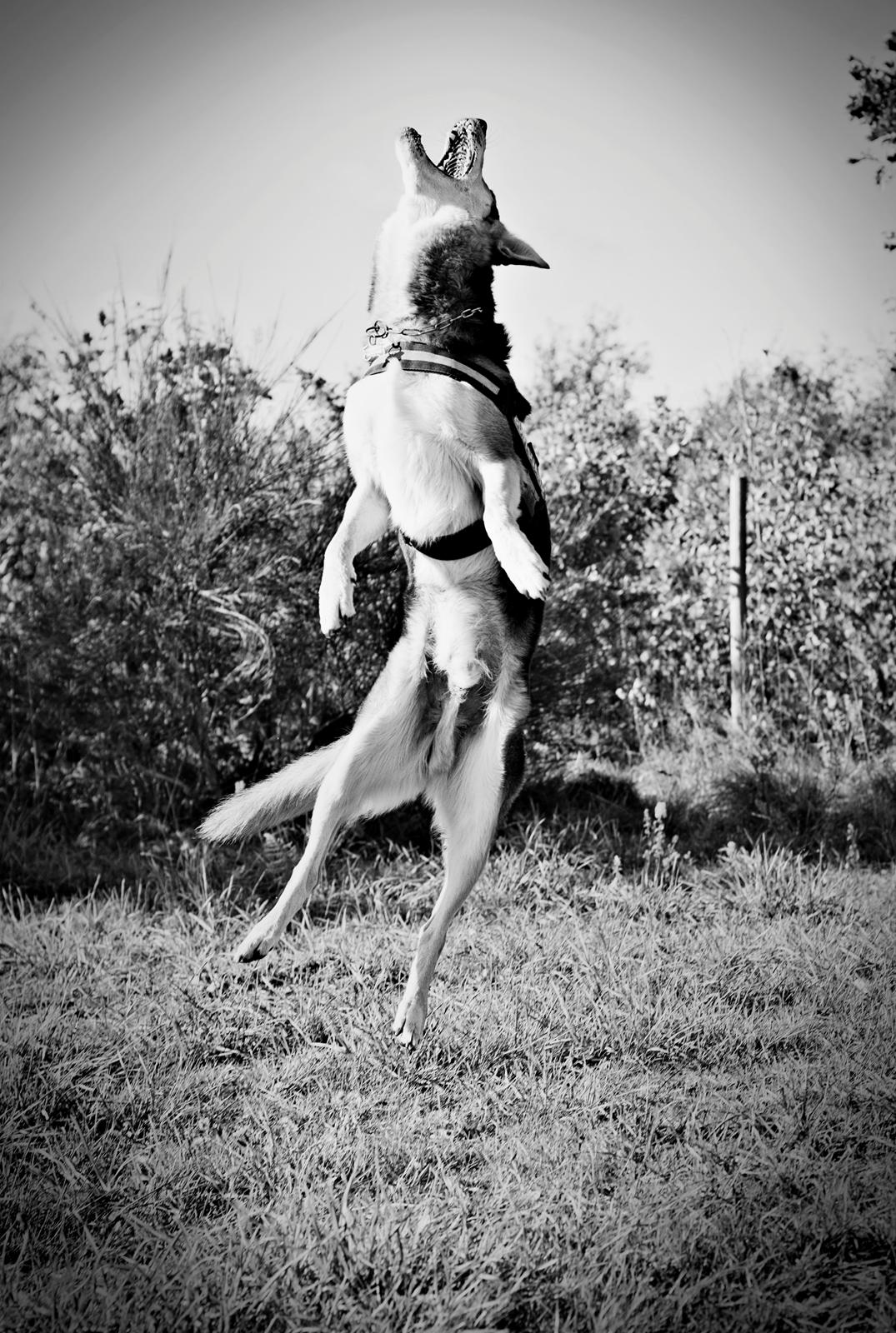 Blanding af racer Hannibal (Schæfer/Collie) billede 26