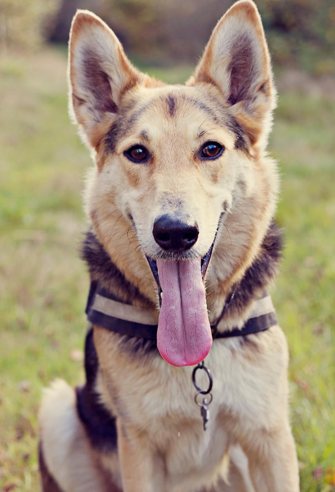 Blanding af racer Hannibal (Schæfer/Collie) billede 2