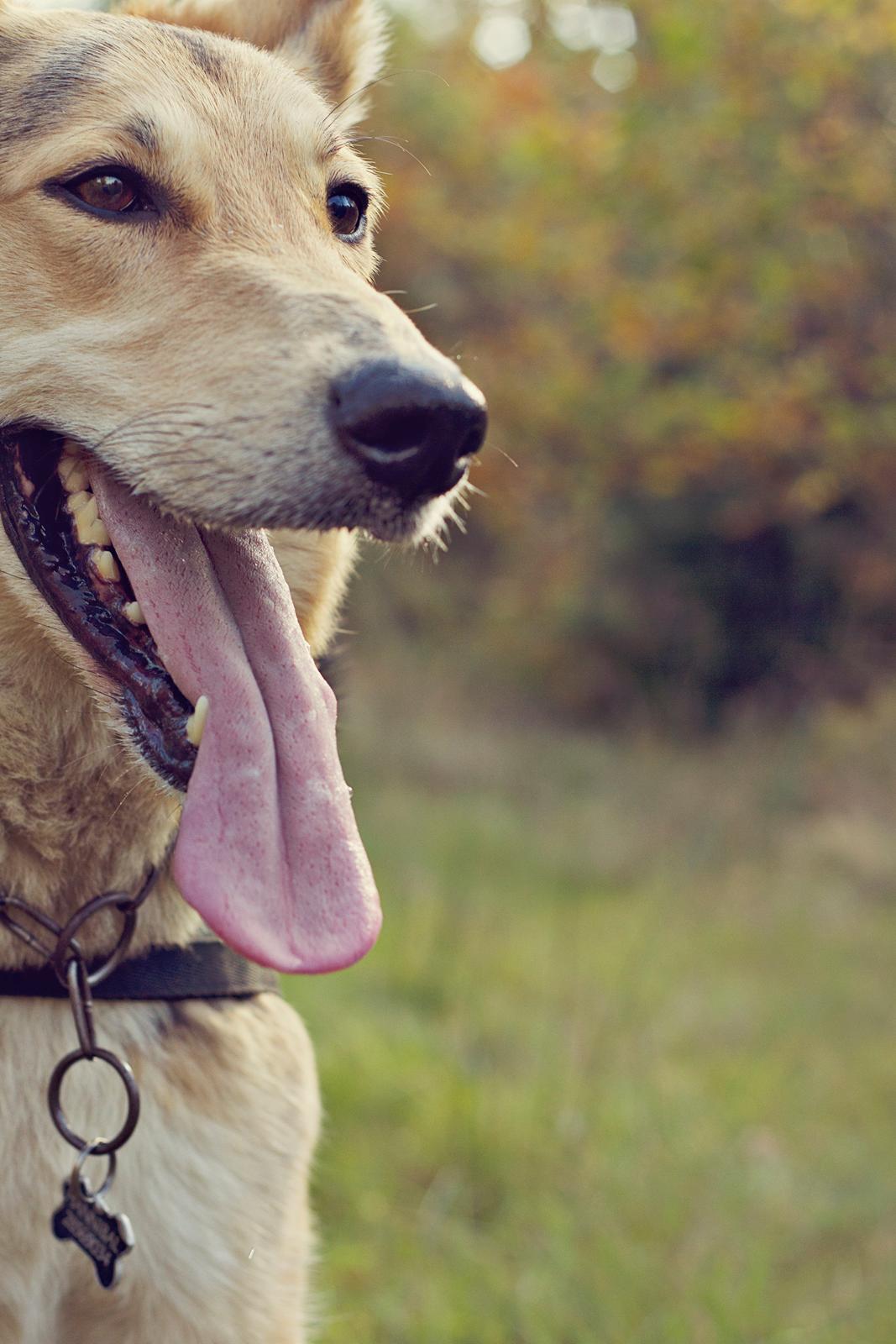 Blanding af racer Hannibal (Schæfer/Collie) billede 4