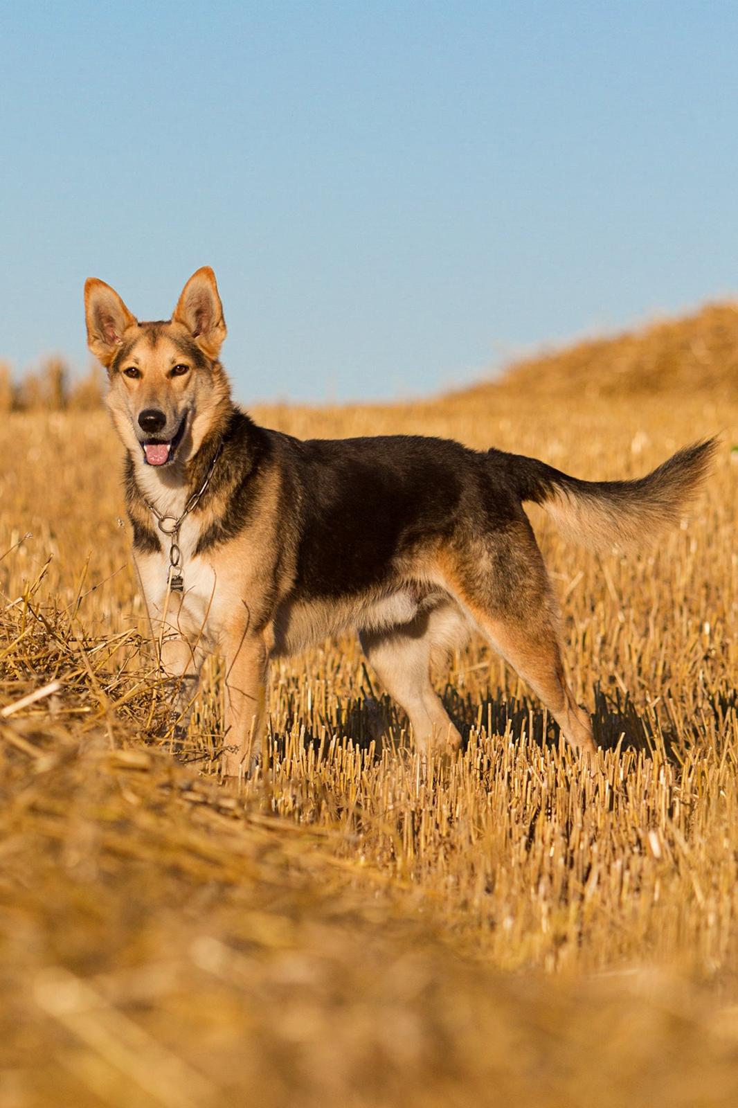 Blanding af racer Hannibal (Schæfer/Collie) - Høst 2013 billede 17