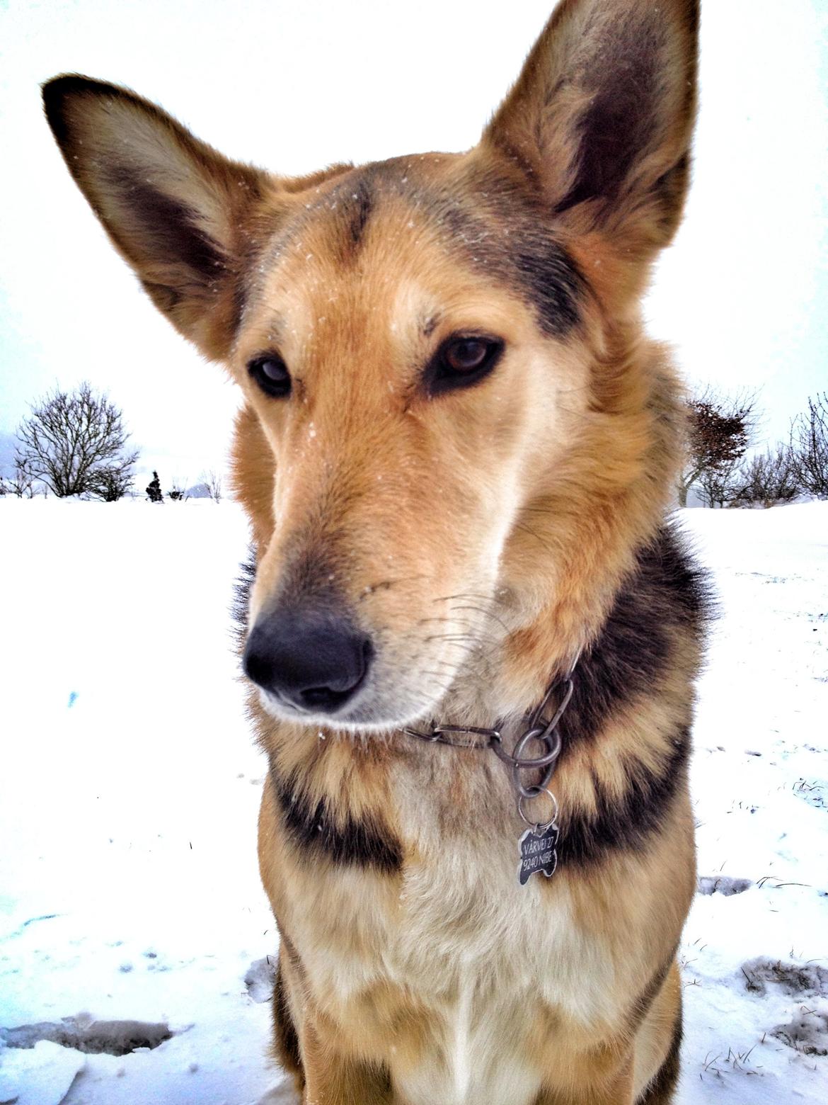 Blanding af racer Hannibal (Schæfer/Collie) billede 19