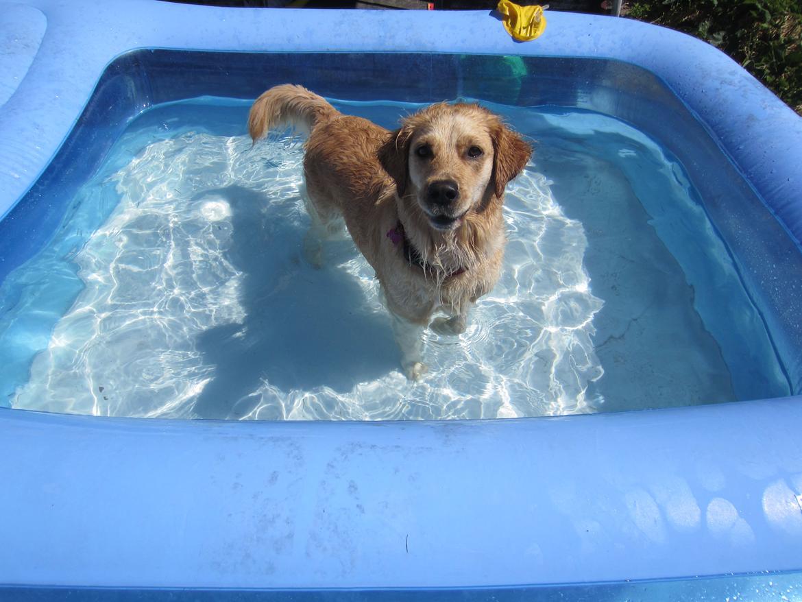 Golden retriever Karla billede 27