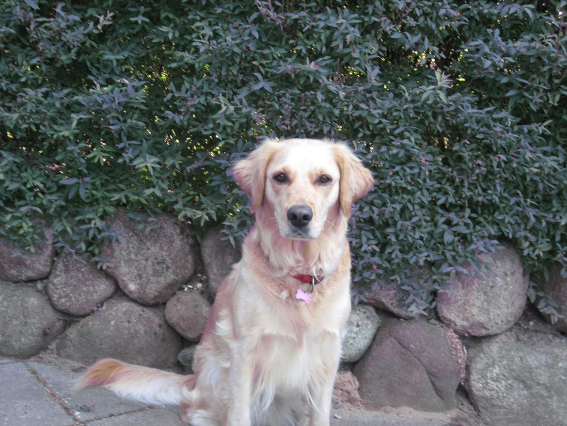 Golden retriever Karla billede 31