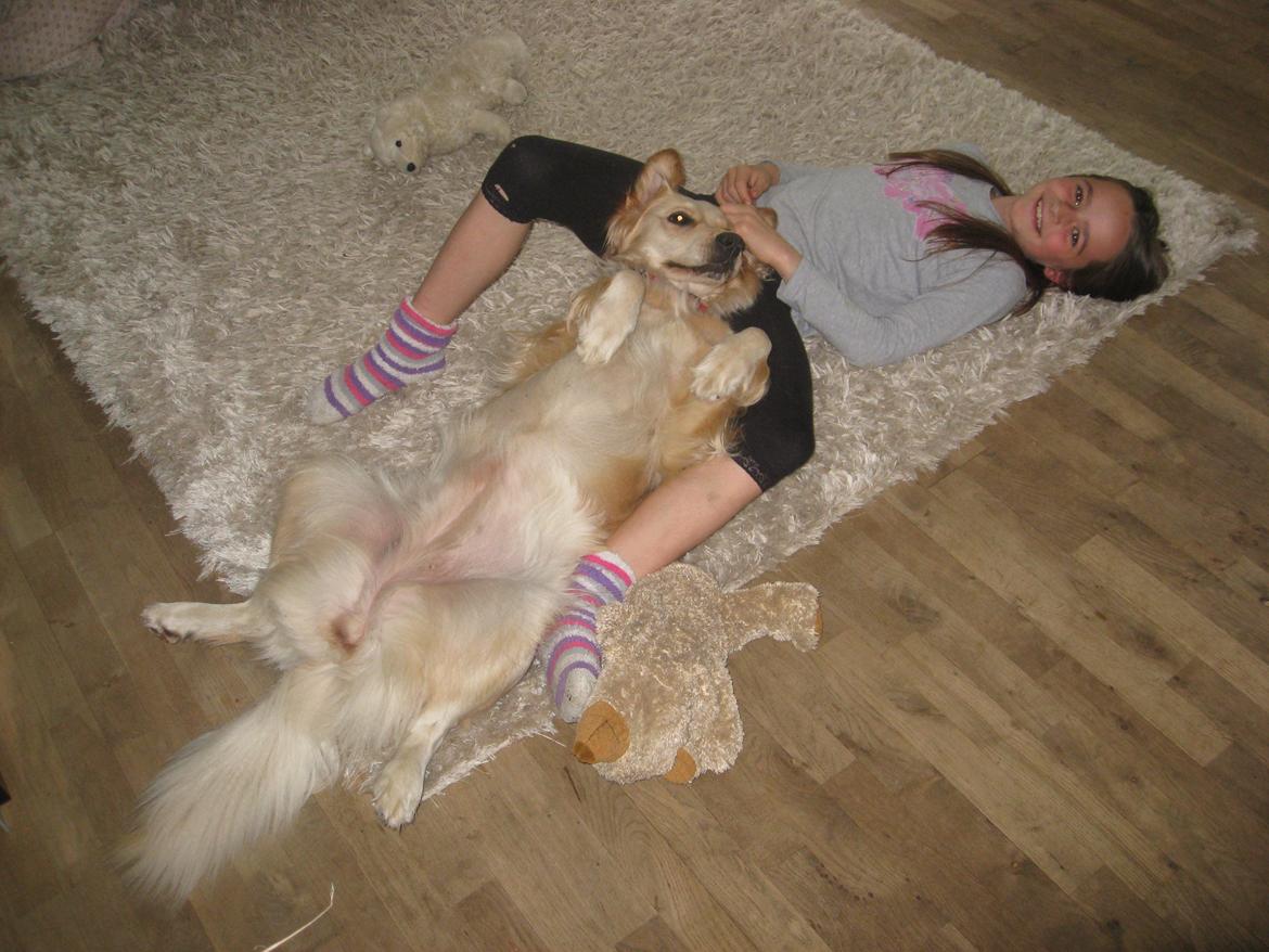 Golden retriever Karla - Dig og mig<3 billede 24