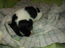 Dansk svensk gaardhund Laisa billede 4