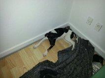 Dansk svensk gaardhund Laisa billede 5