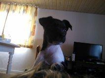 Dansk svensk gaardhund Laisa billede 6