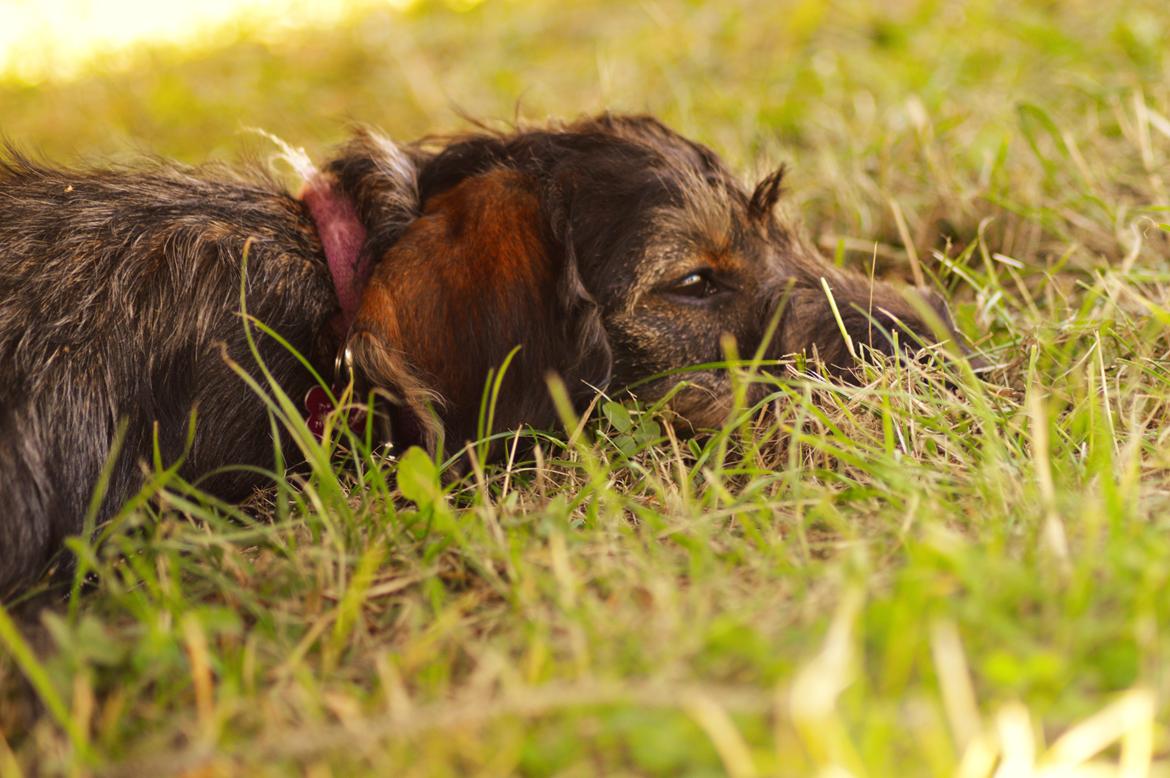 Gravhund Malibu billede 14