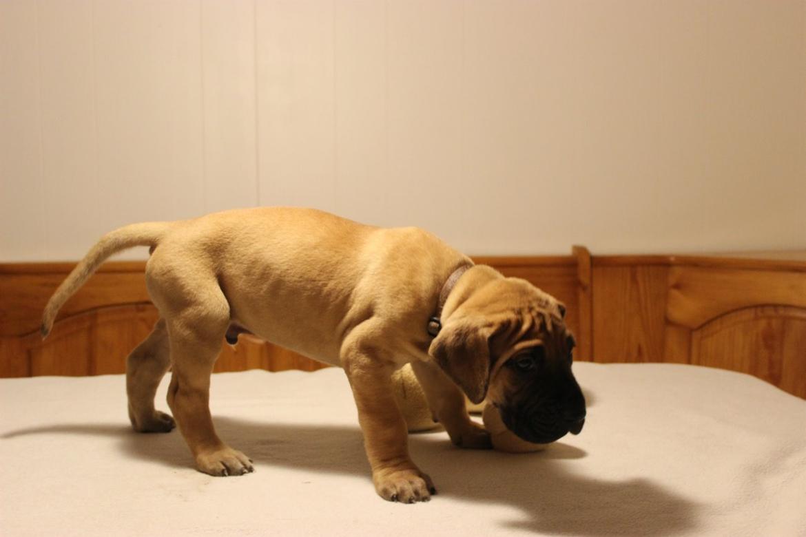 Grand danois bjørn billede 9