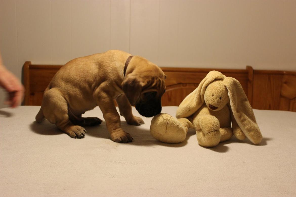 Grand danois bjørn billede 10