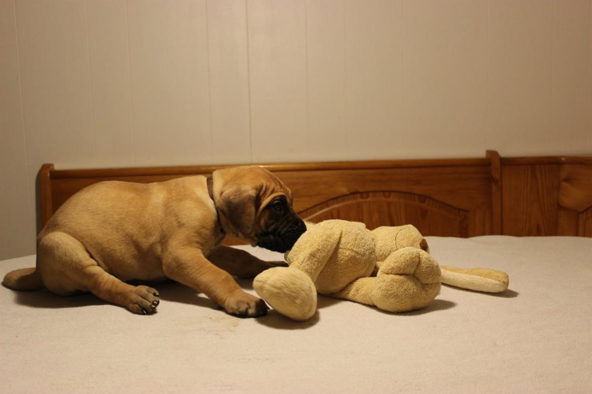 Grand danois bjørn billede 11