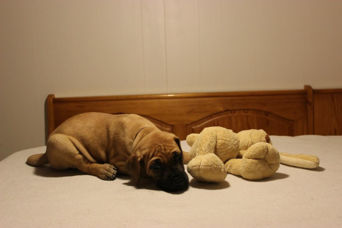 Grand danois bjørn billede 12