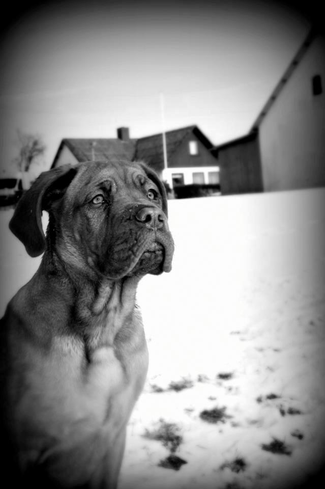 Dogue de bordeaux Cody - Muffi som lille. 2-3 mdr. billede 1
