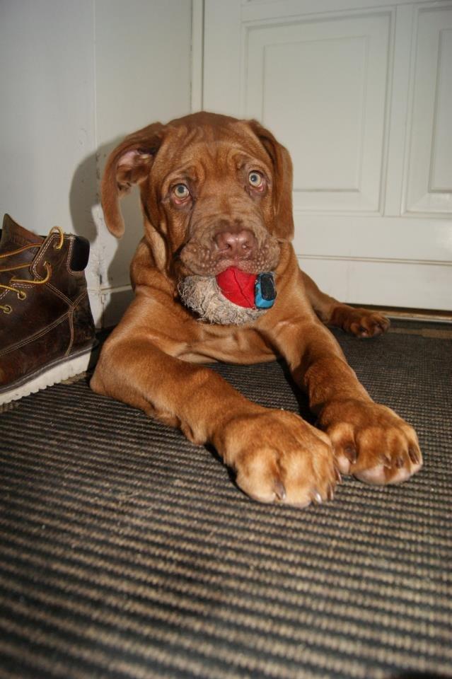 Dogue de bordeaux Cody billede 2