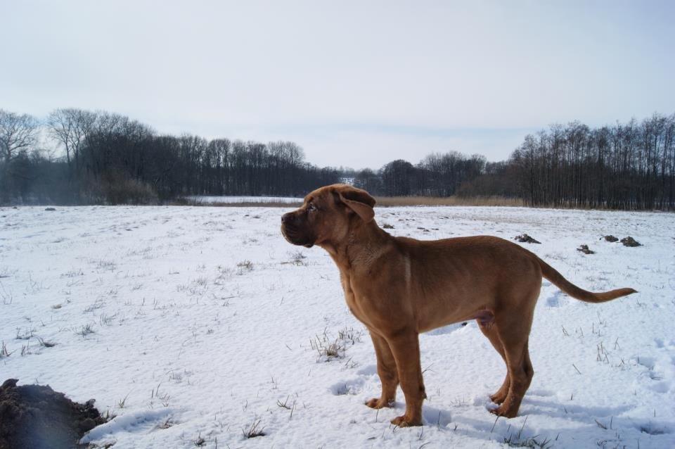 Dogue de bordeaux Cody billede 3