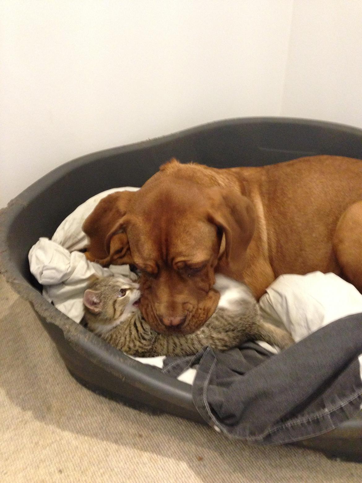 Dogue de bordeaux Cody - Meget skal man finde sig i ;) billede 4