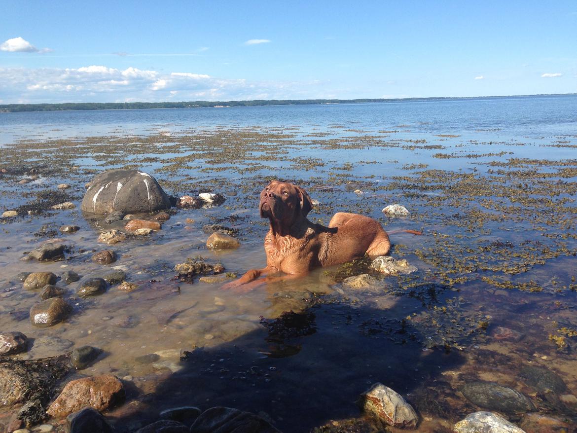 Dogue de bordeaux Cody - Han elsker at bade :) billede 5