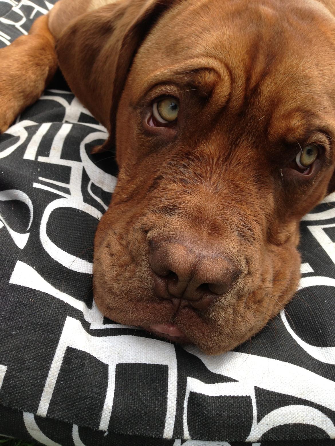 Dogue de bordeaux Cody - Han har ihvertfald ikke gjort noget :) billede 6