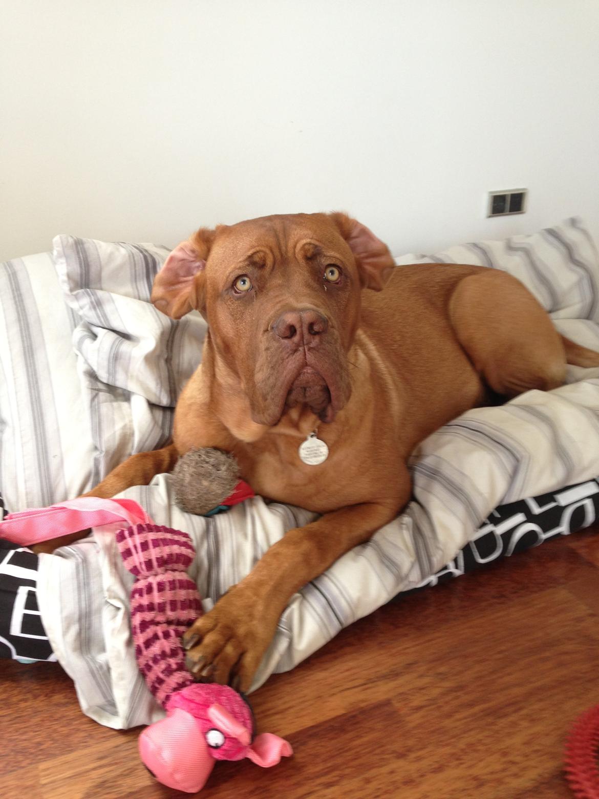 Dogue de bordeaux Cody billede 7