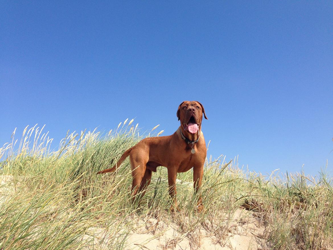 Dogue de bordeaux Cody - På Rømø  ! :) billede 8
