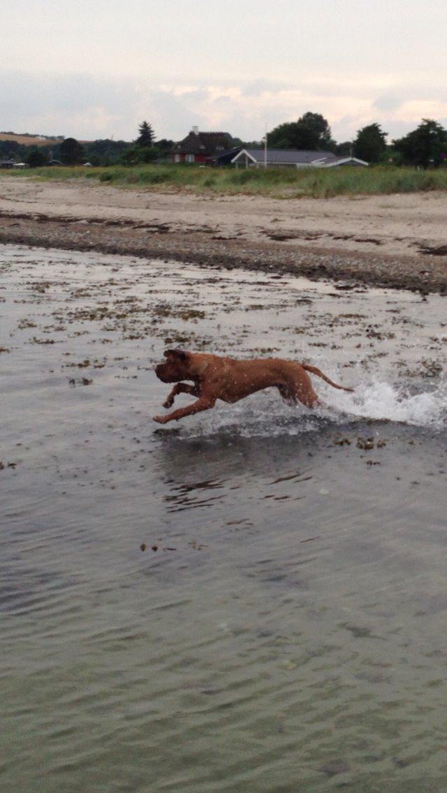 Dogue de bordeaux Cody billede 9