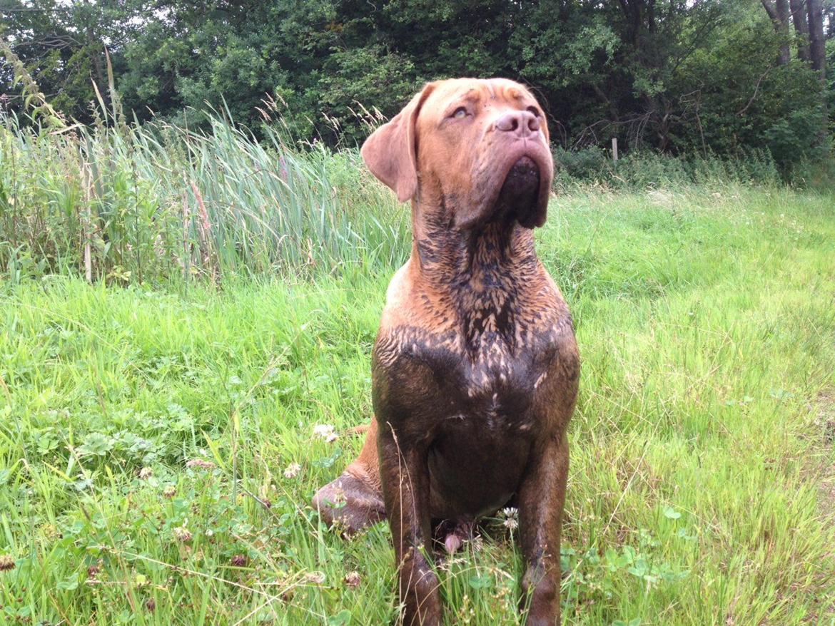Dogue de bordeaux Cody - lorte hund ;) billede 10