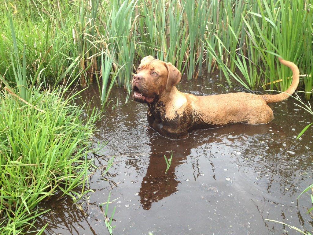 Dogue de bordeaux Cody - Lækkert ! billede 11