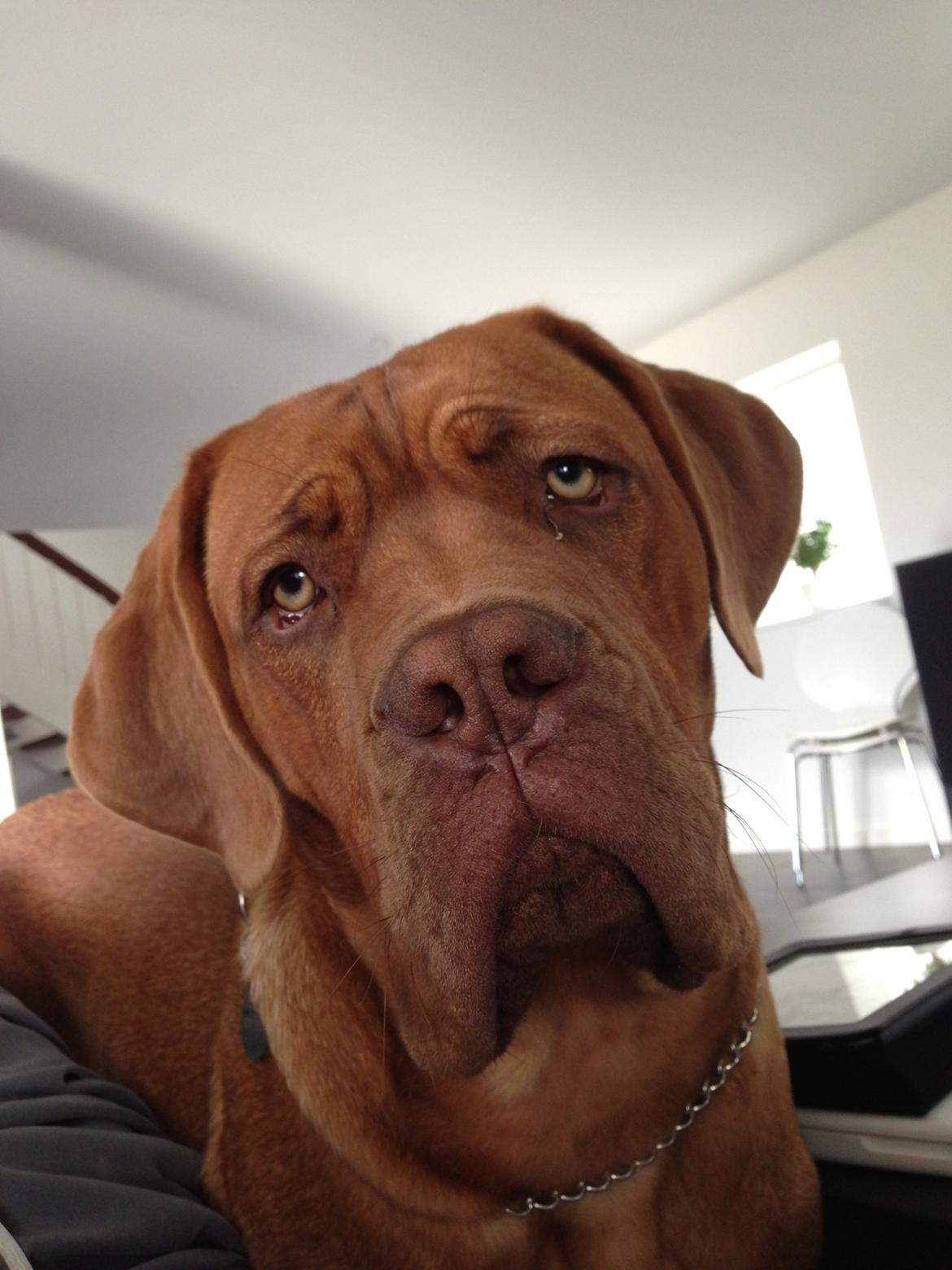 Dogue de bordeaux Cody billede 12