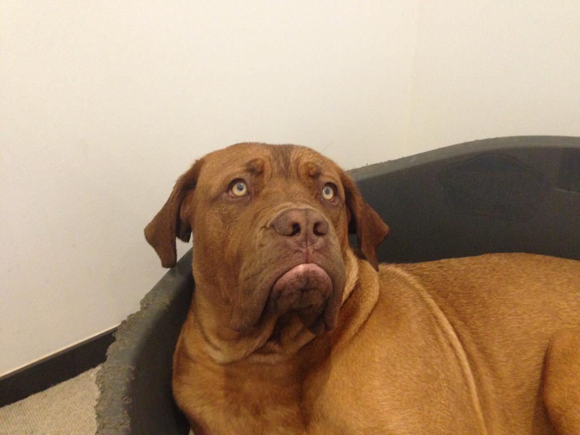 Dogue de bordeaux Cody - Mester i at se dum ud ! billede 13
