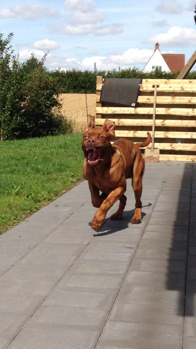 Dogue de bordeaux Cody - Når han løber haha billede 14