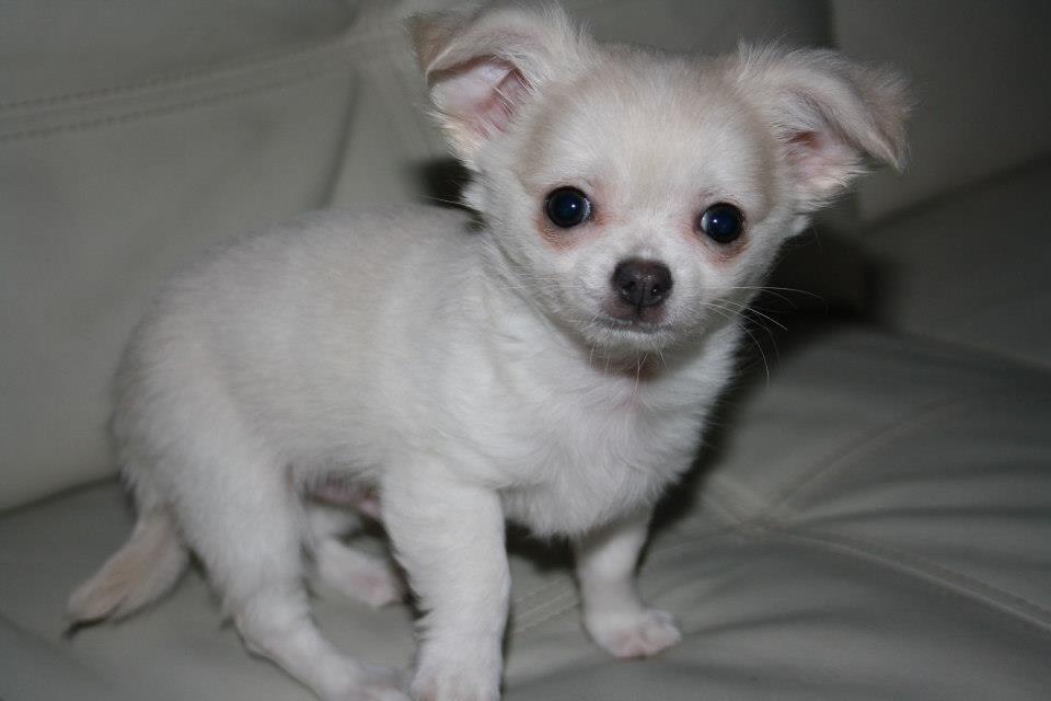 Chihuahua Amacing Gigolo (Balder) billede 1