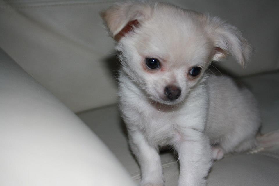 Chihuahua Amacing Gigolo (Balder) billede 2