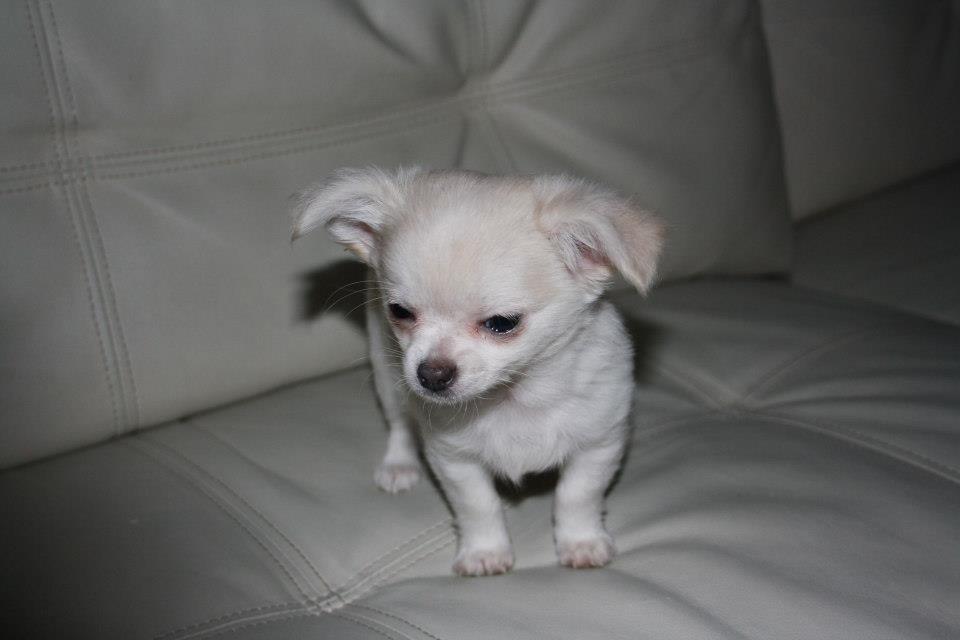 Chihuahua Amacing Gigolo (Balder) billede 3