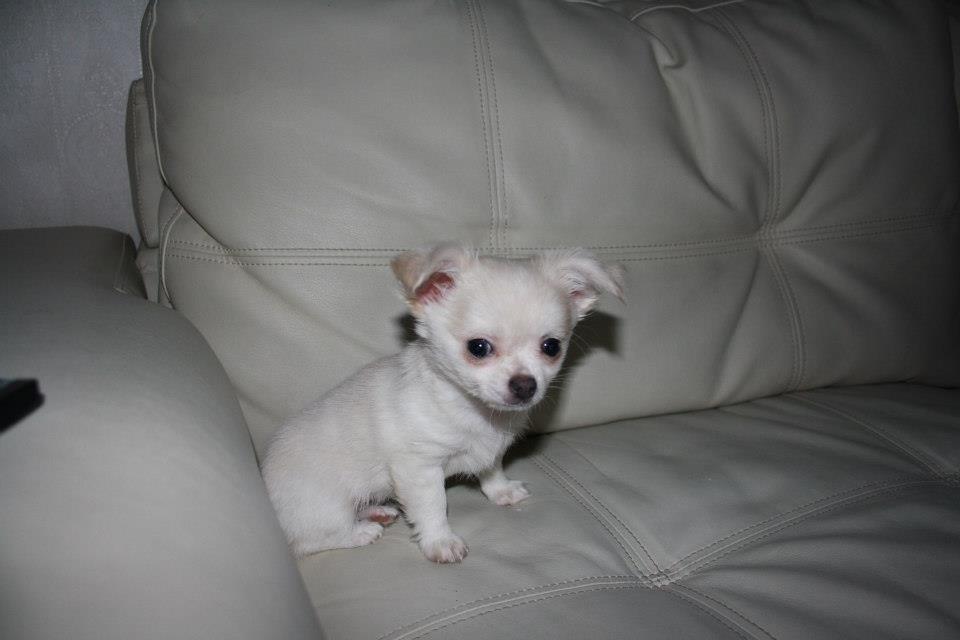 Chihuahua Amacing Gigolo (Balder) billede 4