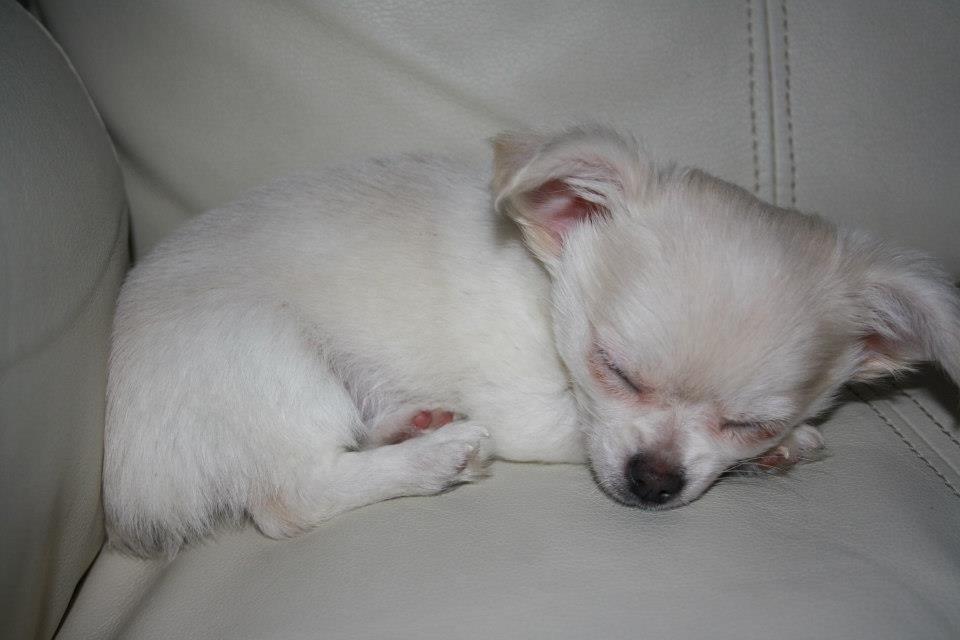 Chihuahua Amacing Gigolo (Balder) billede 6