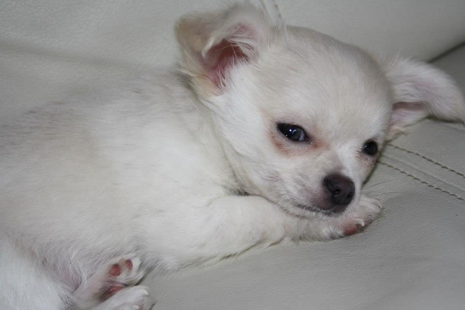 Chihuahua Amacing Gigolo (Balder) billede 8