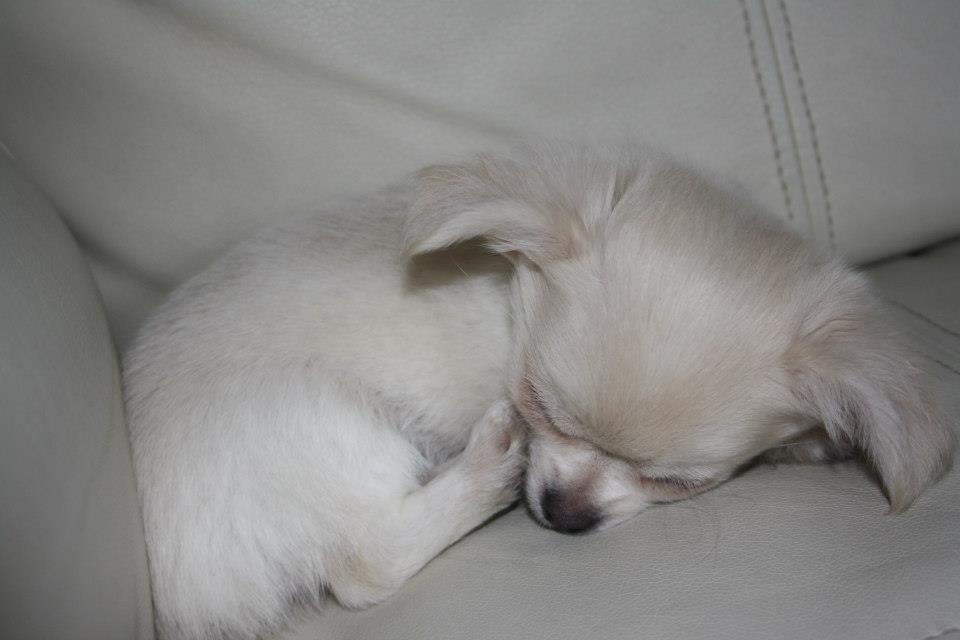 Chihuahua Amacing Gigolo (Balder) billede 9