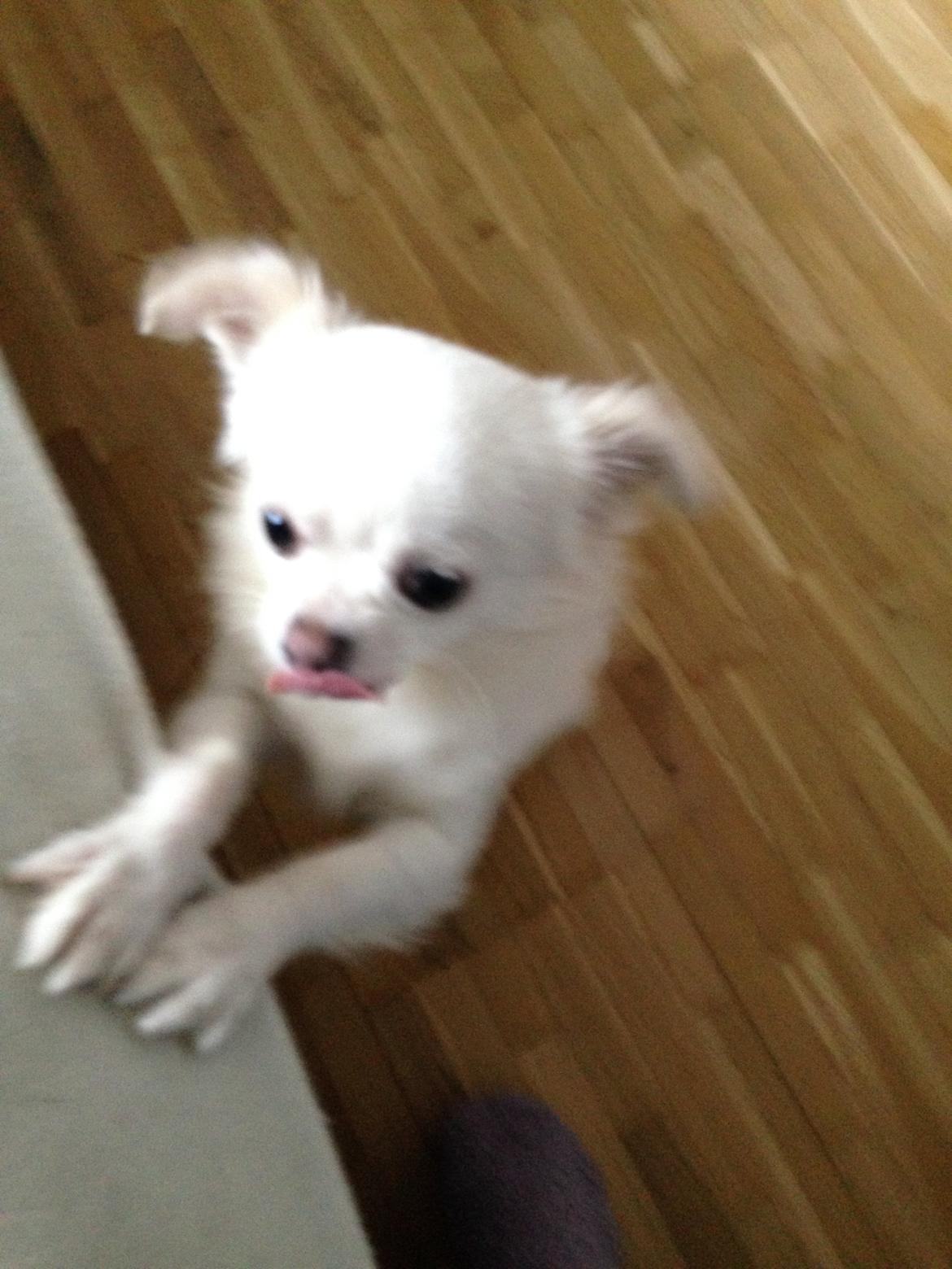 Chihuahua Amacing Gigolo (Balder) billede 12