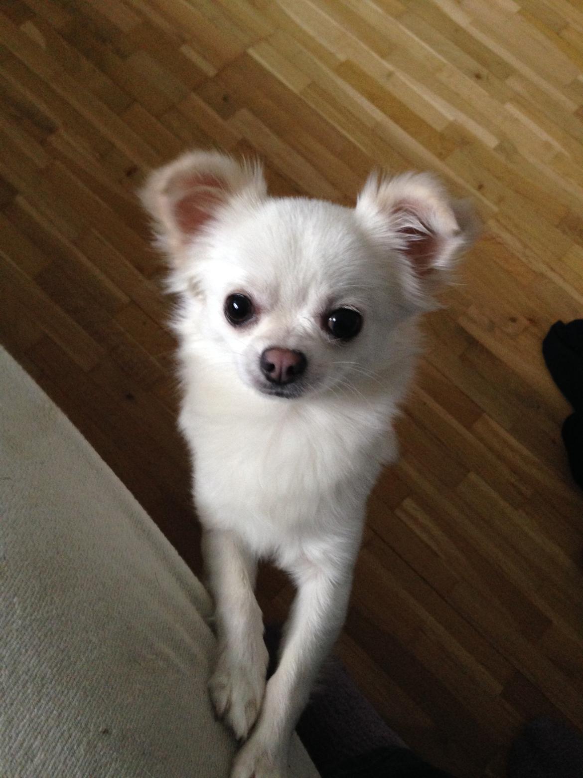 Chihuahua Amacing Gigolo (Balder) billede 13