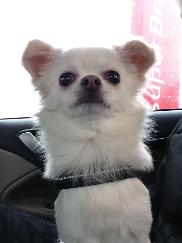 Chihuahua Amacing Gigolo (Balder) billede 14