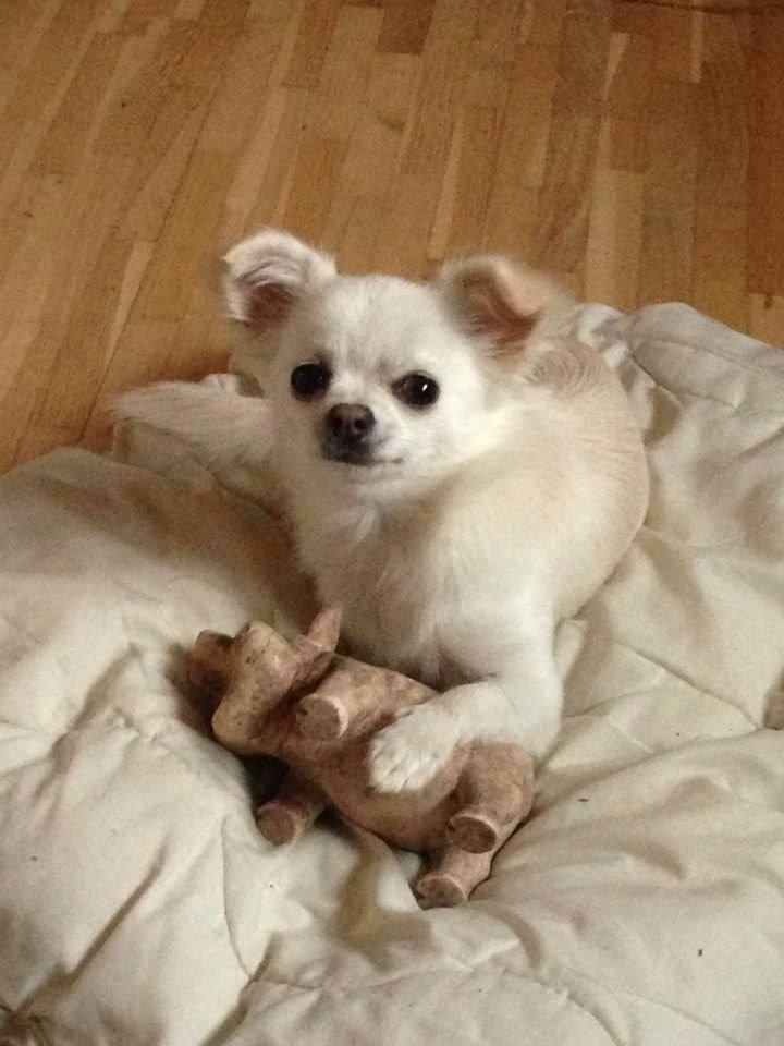 Chihuahua Amacing Gigolo (Balder) billede 15